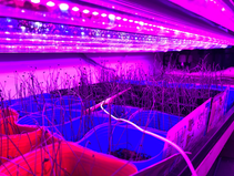 アロワナ水槽の上の育苗センター?