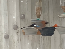 カケス