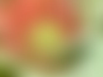 台湾パイナップル2021