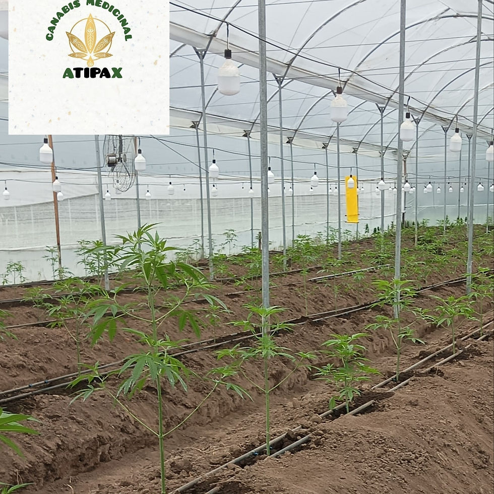 Miniatura: PRE-ROLLS DE CBD