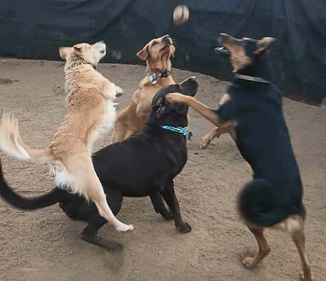 dogs playing
