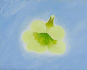花・鳥 | My Site