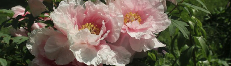 flower5.jpg