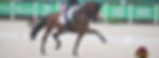 Dressage saddle - in NZ