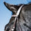 Thumbnail: Voltaire Design Traditional  Hunter Bridle