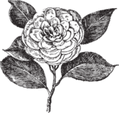 flower 2.png