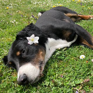Barni mit Blume