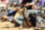 Dog Training Events