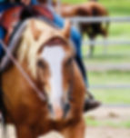 Horsemanship & Riding Lessons
