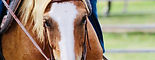 Horsemanship & Riding Lessons