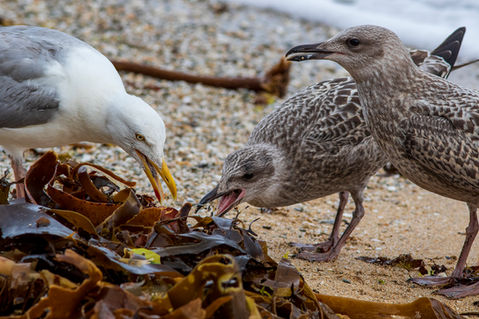 Feed Me - 126 - Penryn CC.jpg