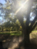 Pecan Orchard.jpg