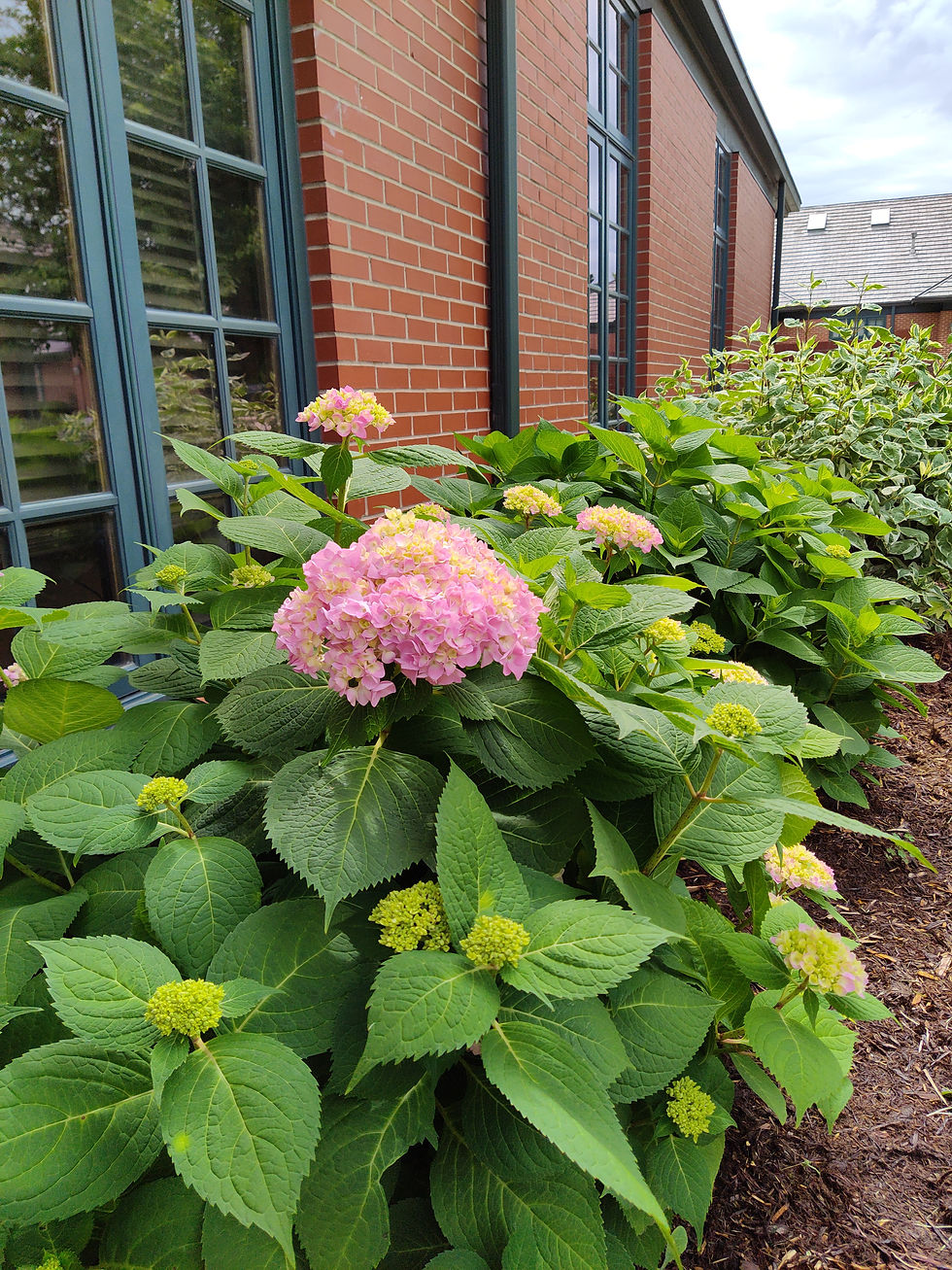 Hydrangeas