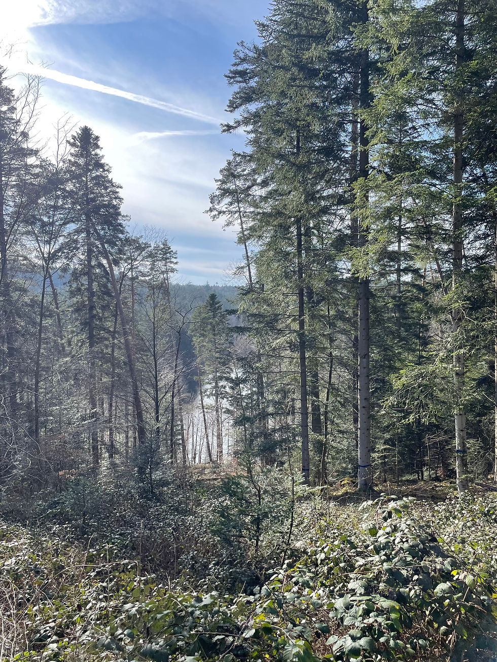 Herrenbach Stausee Wald