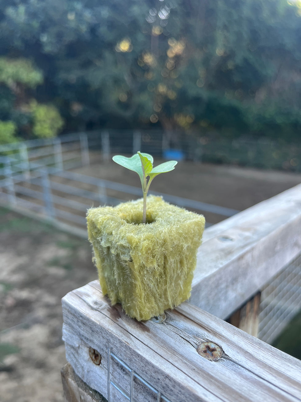 Vitaverde Cauliflower 