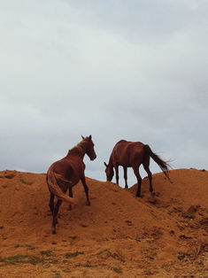 07_Horses,Diasec-print,26,5x20cm-20x15cm,2017,Çiftalan.jpg