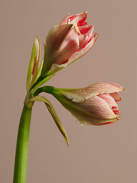 AMARYLLIS PARLA FLOWER ART