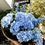 Küçük resim: Mare Baby Blue Hydrangea Bouquet