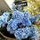 Küçük resim: Mare Baby Blue Hydrangea Bouquet