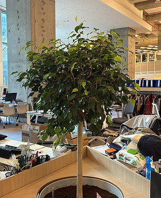 PARLA FLOWER PEYZAJ.JPG