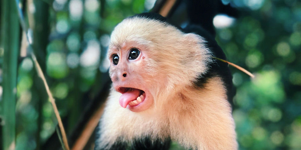 Ultimate Costa Rica Adventure Itinerary (14 days)