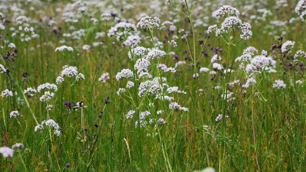 Common valerian display at Mill of Plunton image credit Lindsay Mackinlay