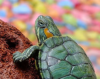 tortue.jpg