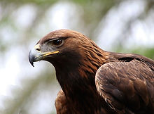 golden eagle.jpg