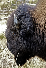 bison-_edited.jpg