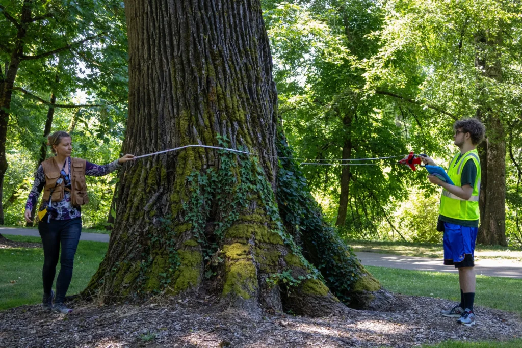 Navigate Youth helps measure and map Springfield’s urban forest