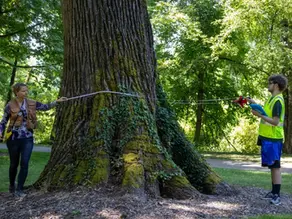 Navigate Youth helps measure and map Springfield’s urban forest