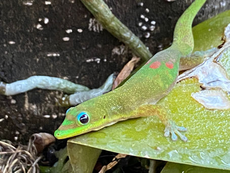 Gecko Days