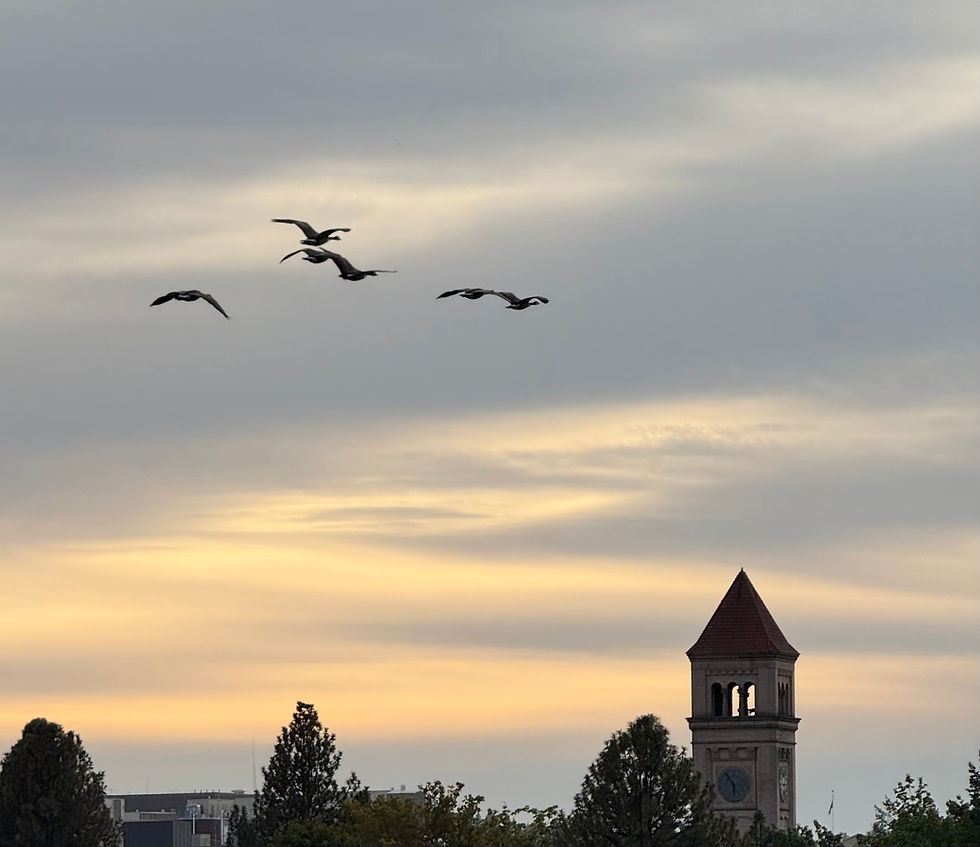 geese over clocktower in Spokane
