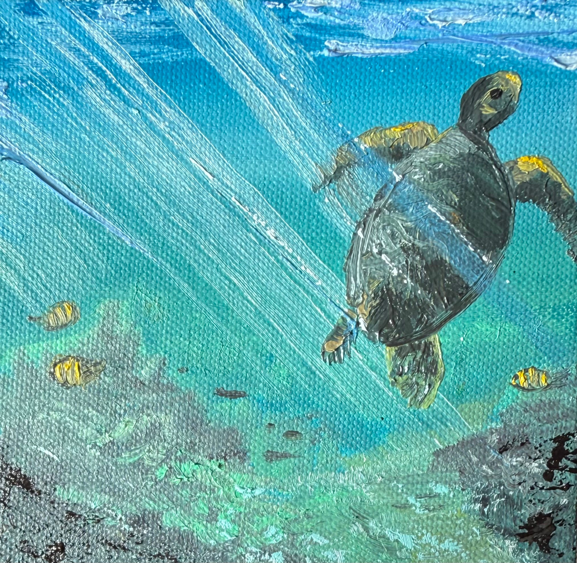 Honu in Maui III