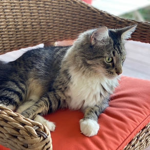 Covid-19 Quarantine, by Boomer (the cat) with Nicole Nissen Hooper, Ghostwriter.