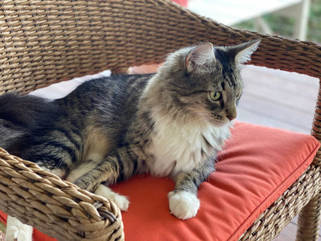 Covid-19 Quarantine, by Boomer (the cat) with Nicole Nissen Hooper, Ghostwriter.
