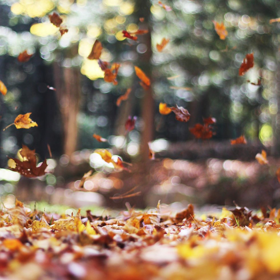 Taking Stock: Seasonal Sanctuary - Autumnal Equinox