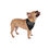 Thumbnail: Bandana - Pet bandana with the phrase 'Dame's Best Friend'