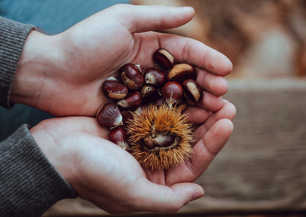 How to make an awesome seed journal