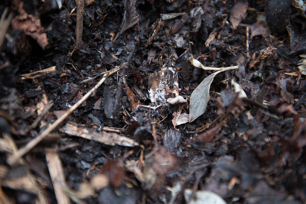Composting for Your Permaculture Garden - indoor collection bin