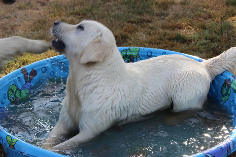 Golden Retriever in kiddie pool