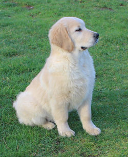 Golden Retriever Happy