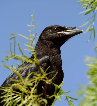 fledged raven - Restani.jpg