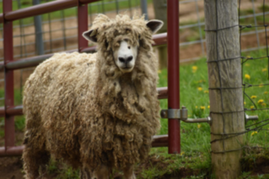 Sponsor a Sheep | Shaggy