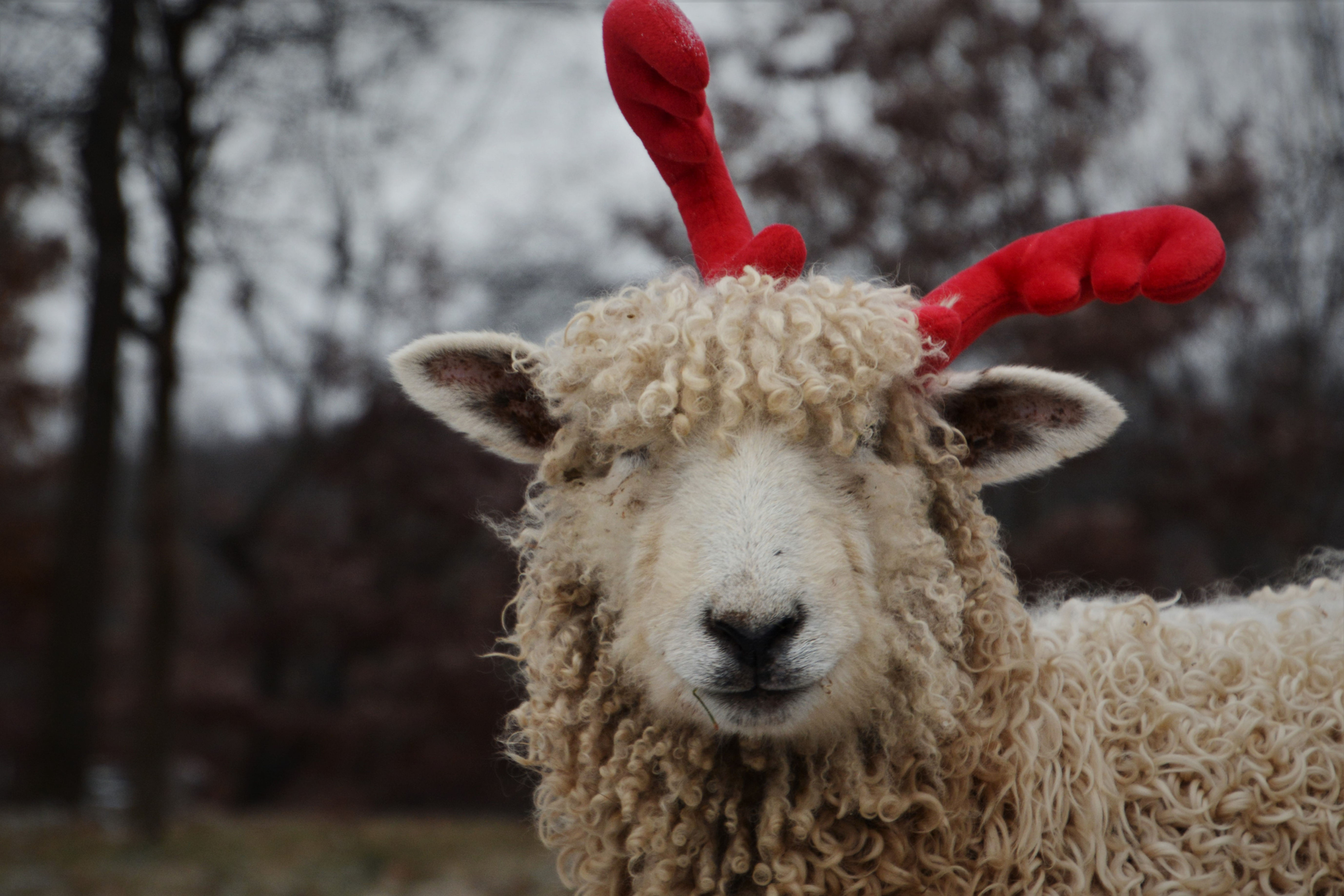 Holiday Greetings | Snow Pea