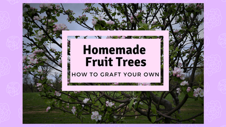 Homemade Fruit Trees, How to Graft Your Own!