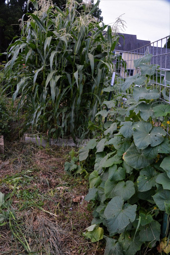sweet corn and cucumbers on trellis