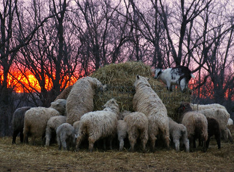 Cotswold sheep