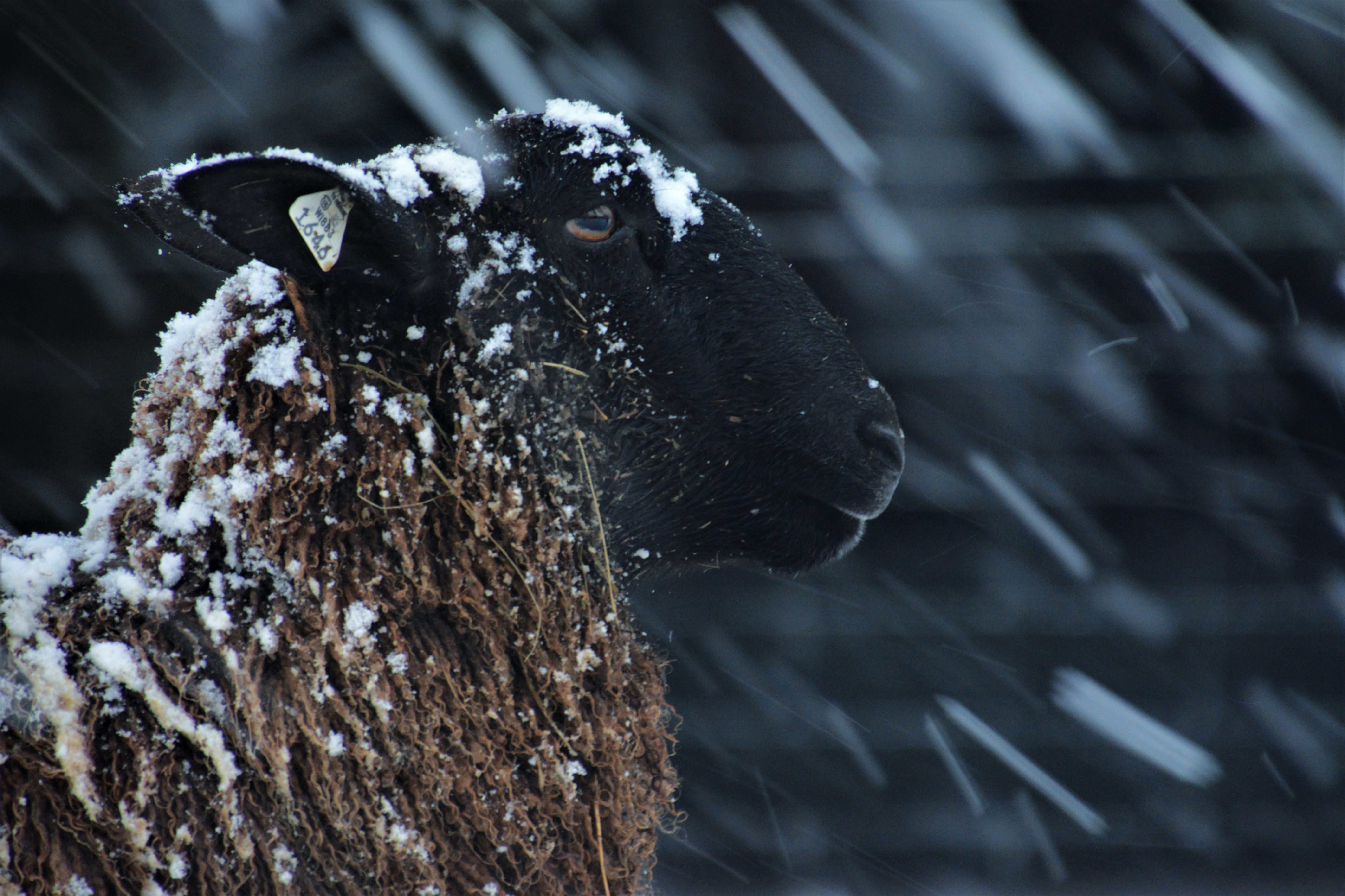 Winter Sheep Photo | Hershey