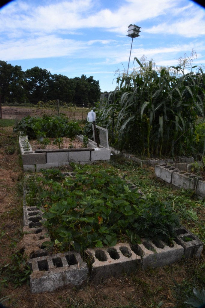 raised garden beds